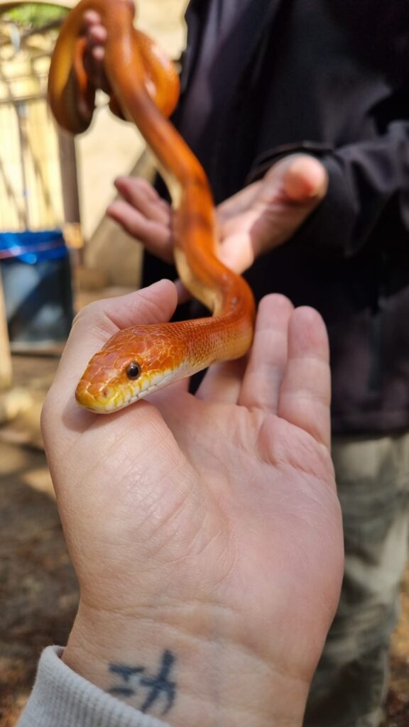 Niños interactuando con una serpiente en Madrid