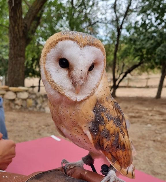 Taller de aves y escritura con pluma